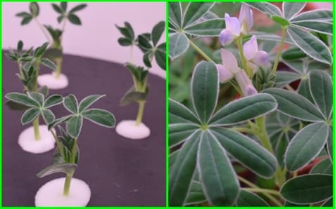 Lupin Growing