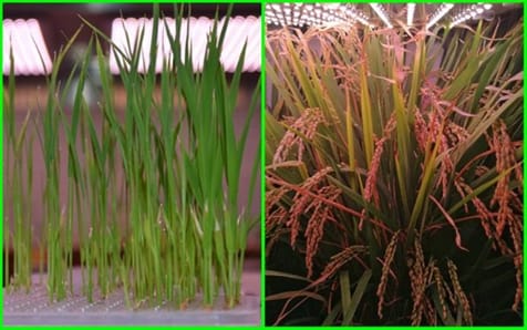 Transgenic Rice Growing